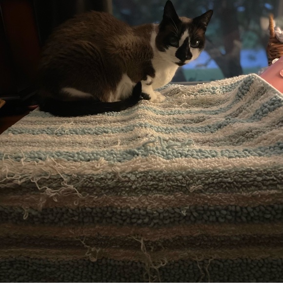 NWT Sonoma Bath Mat | Cat-Crafted | By Timber | Purr-ceived Defects by Design - Picture 4 of 10